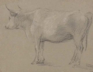Estudio de una vaca